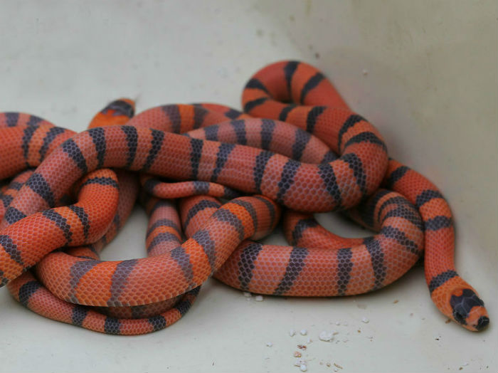 Honduran Milk Snake